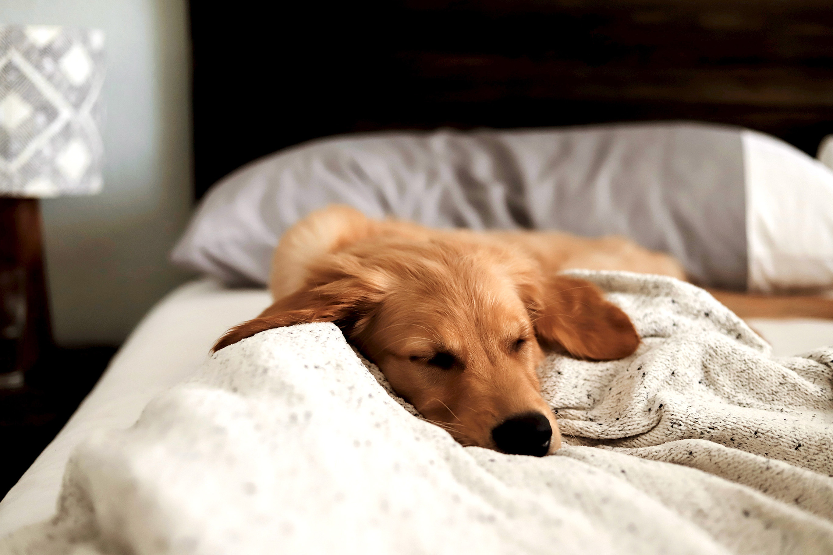 Simple - Dog.jpg